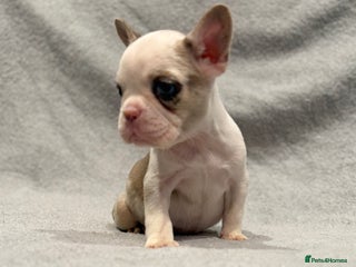 French Bulldog dogs 🐶 Beautiful Litter Of French Bulldogs 🐶 - Advert 6
