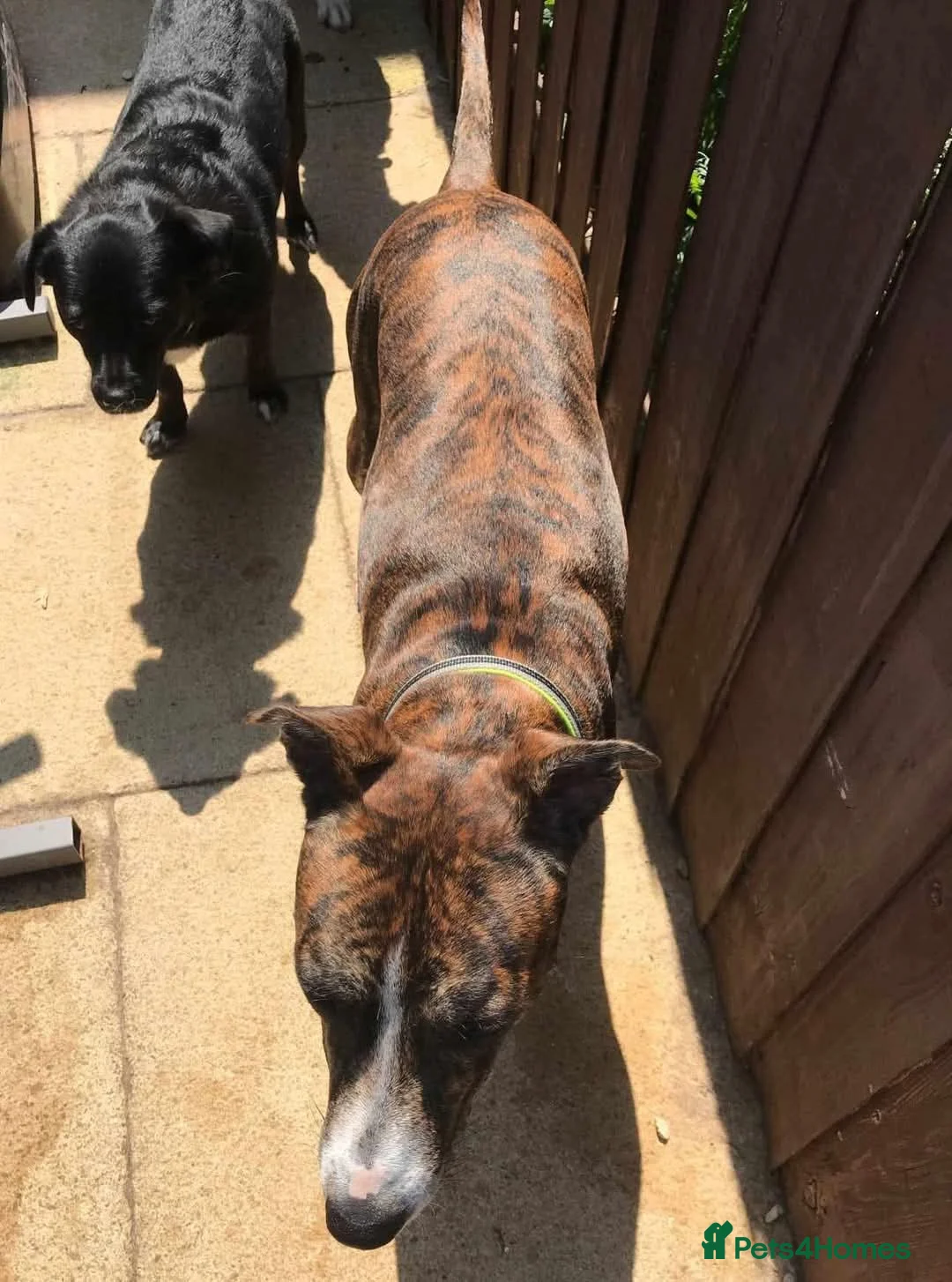 Mixed Breed dogs for adoption: Meet Oscar, currently residing in Oxfordshire  in Abingdon - Advert 12