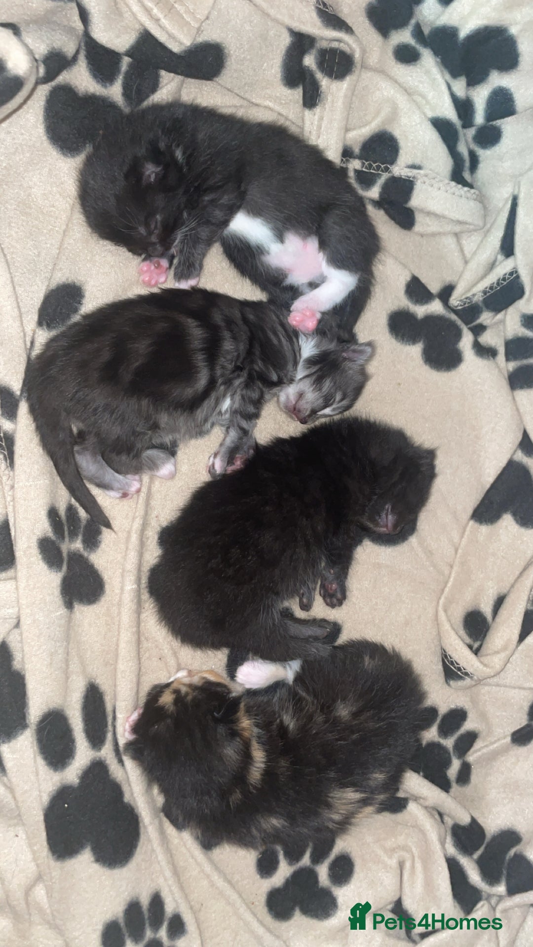 Maine Coon cats for sale: Maine coon and long haired domestic  - Image 1