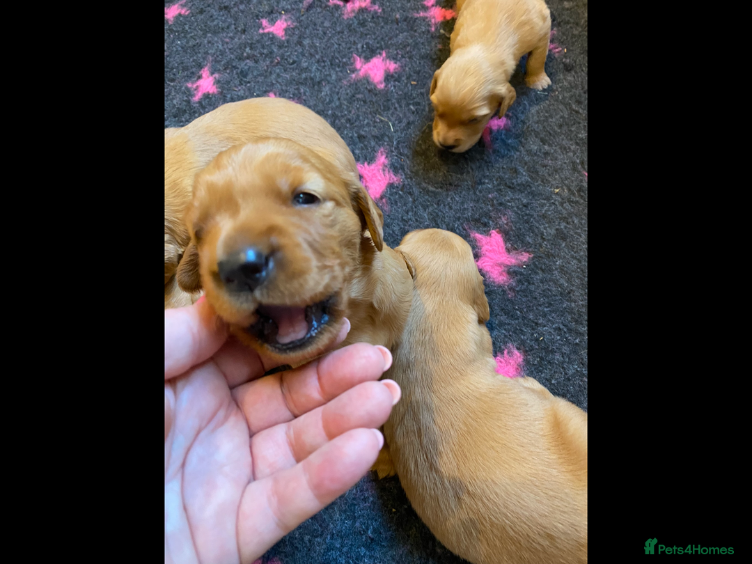 Golden Retriever dogs for sale: KC reg fox Red golden retrievers  - Image 13