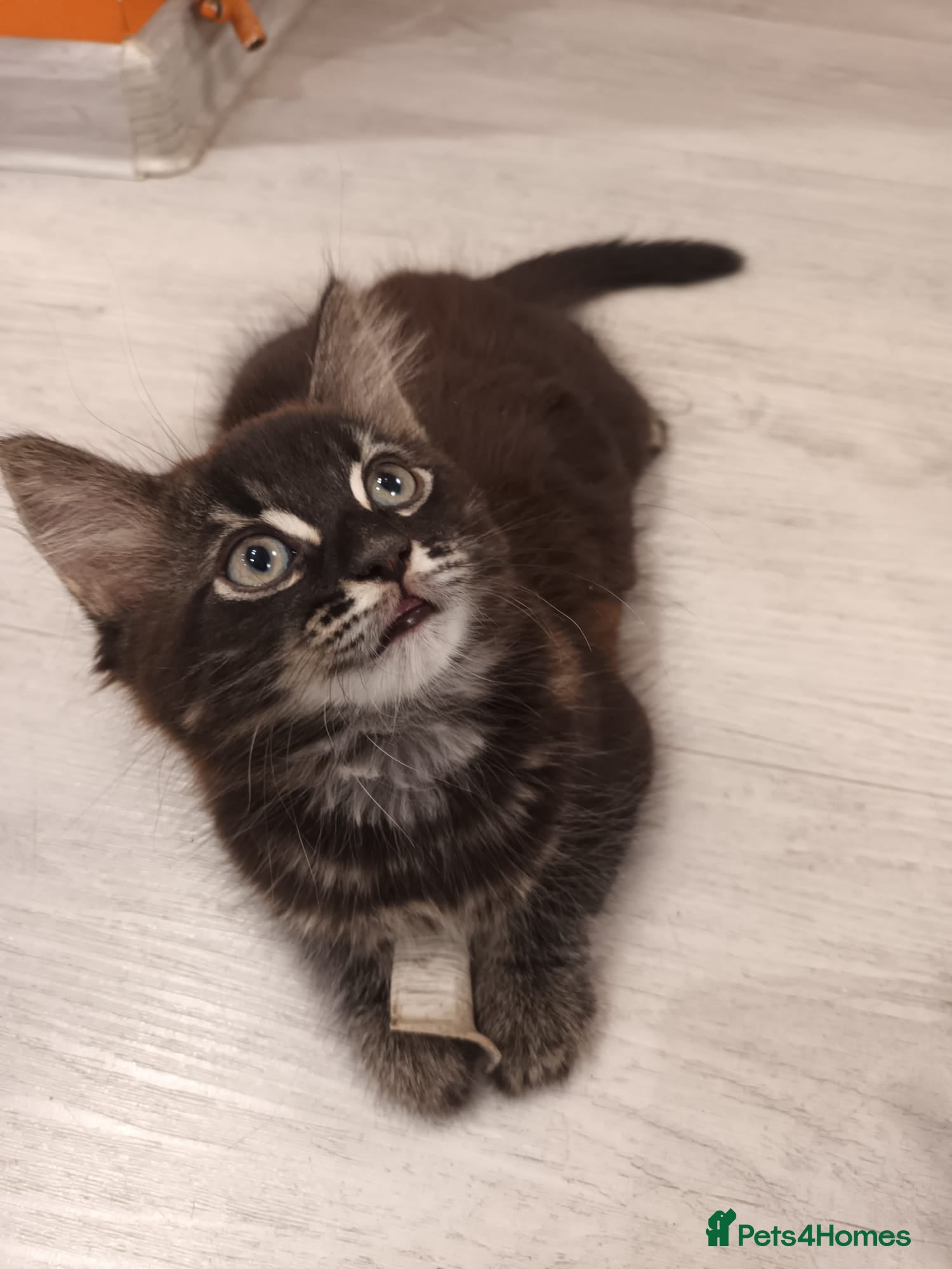 Mixed Breed cats Adorable and happy kittens - Advert 2