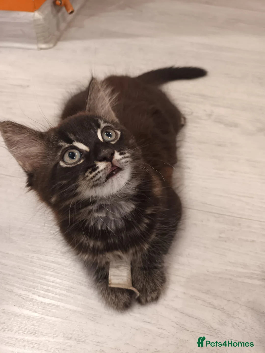 Mixed Breed cats for sale: Adorable and happy kittens - Advert 2