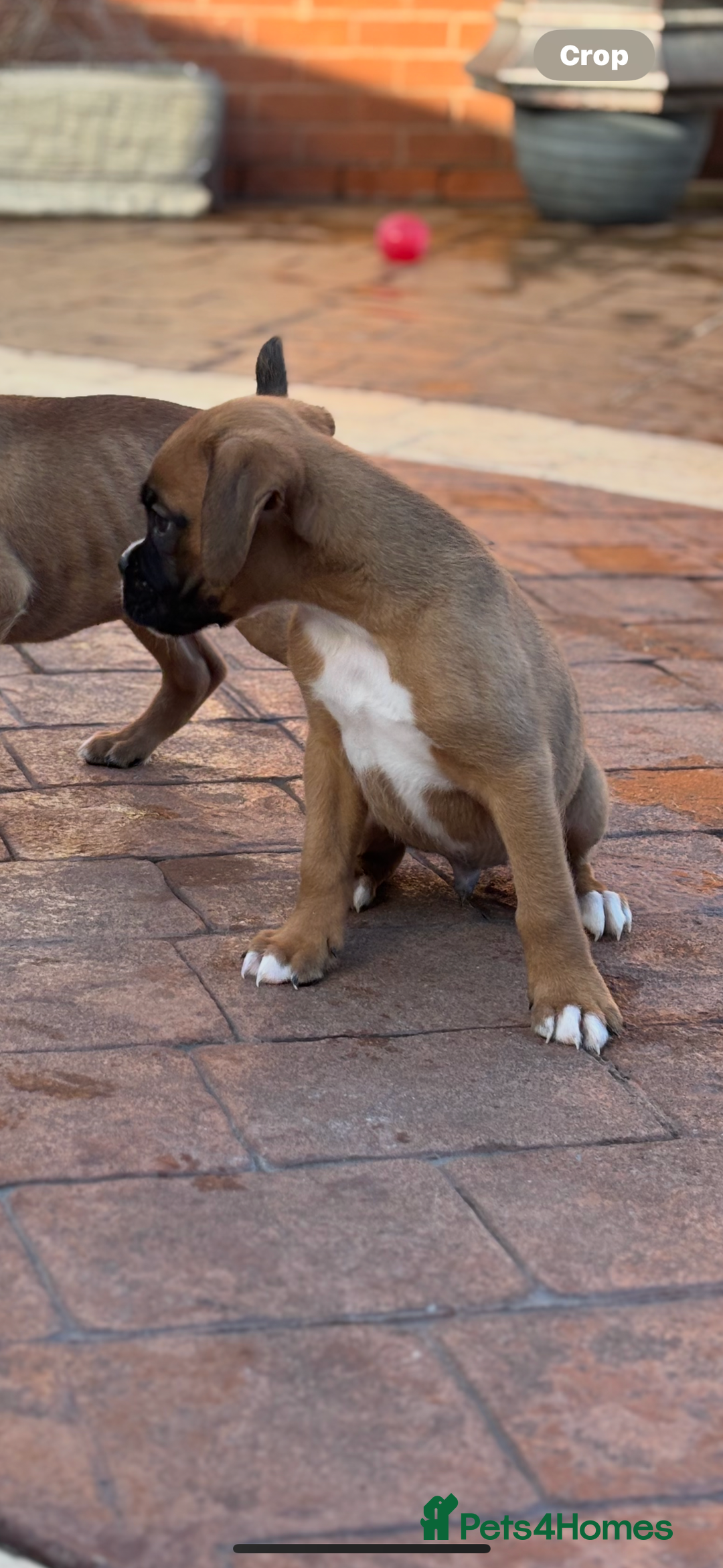 Boxer dogs for sale: Boxer pups  - Advert 2