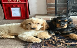 Cocker Spaniel dogs for sale: Cocker spaniel show type  - Image 3