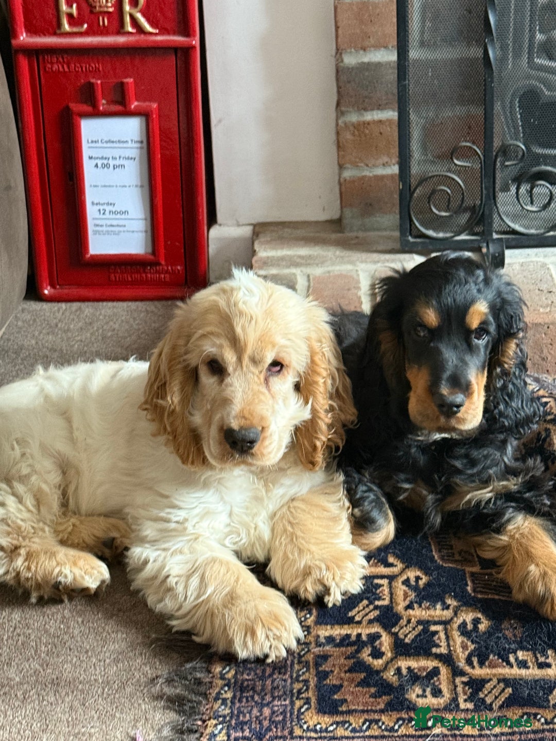 Cocker Spaniel dogs for sale: Cocker spaniel show type  - Image 3