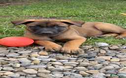 Belgian Shepherd Dog dogs for sale: Belgian Malinois puppies KC registered in Hartlepool - Image 28
