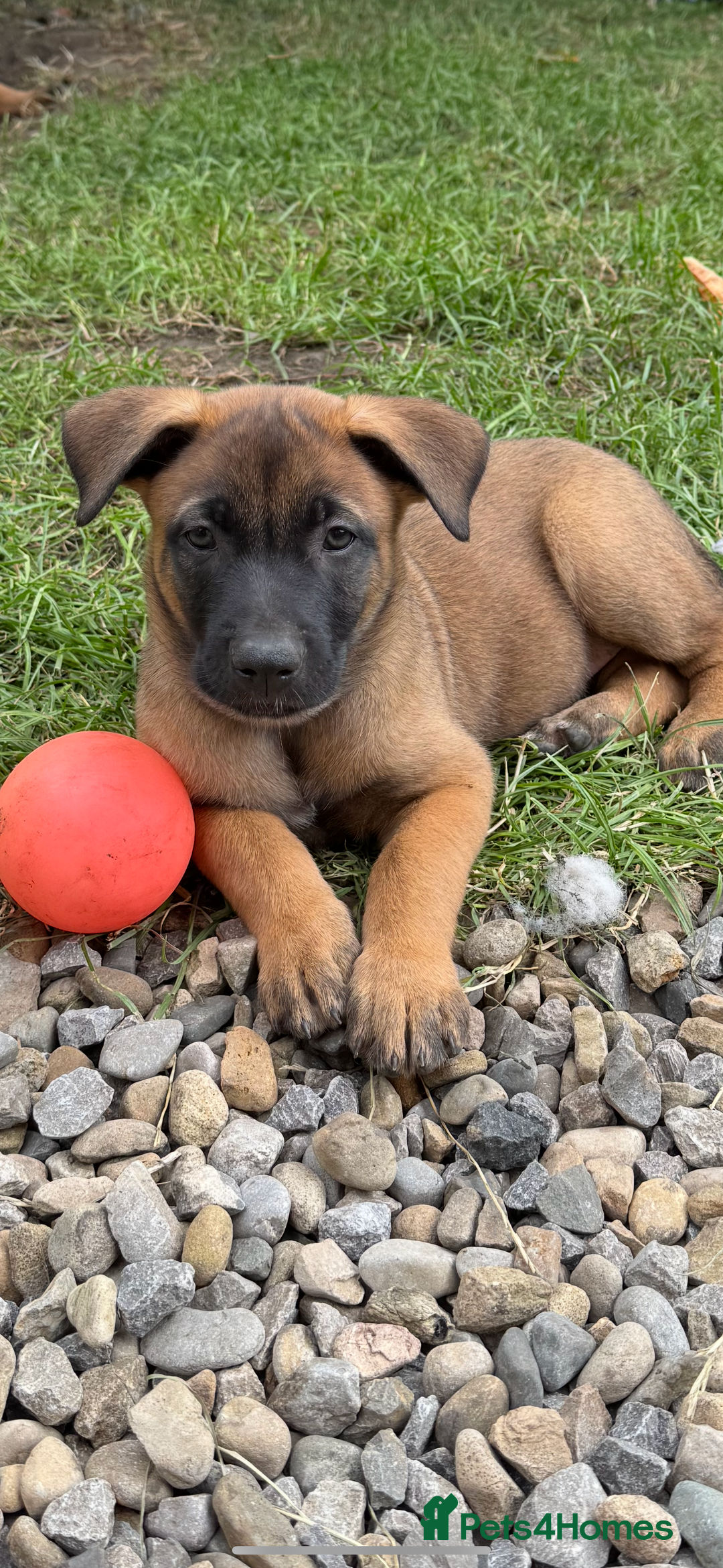 Belgian Shepherd Dog dogs for sale: Belgian Malinois puppies KC registered in Hartlepool - Image 28