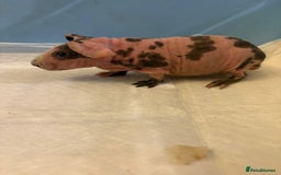 Guinea Pig rodents for sale: Skinny Pigs and Skinny Carriers - Image 9