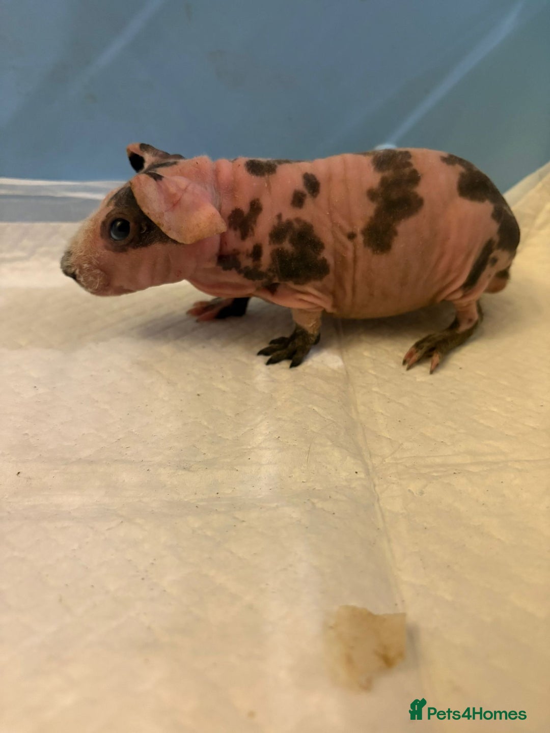 Guinea Pig rodents for sale: Skinny Pigs and Skinny Carriers - Image 9