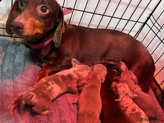 Miniature Dachshund dogs Minature dachshund dapples - Advert 1