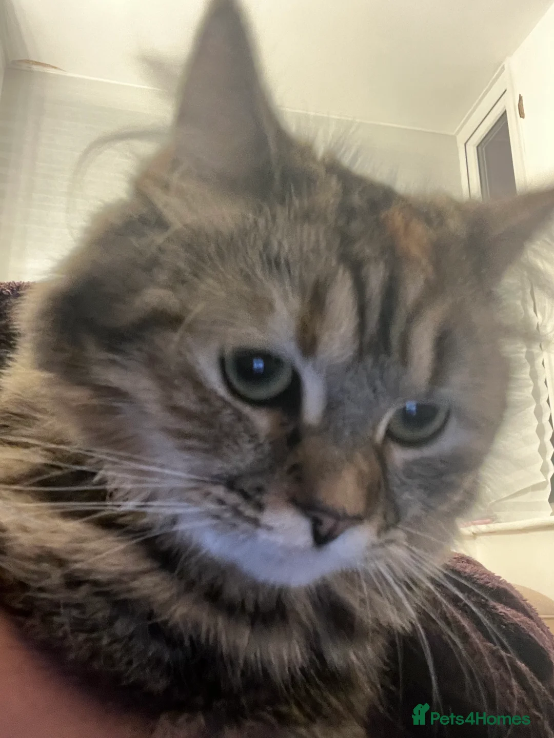 Siberian cats for sale: Pure Siberian Hypoallergenic Kitten  - Advert 6