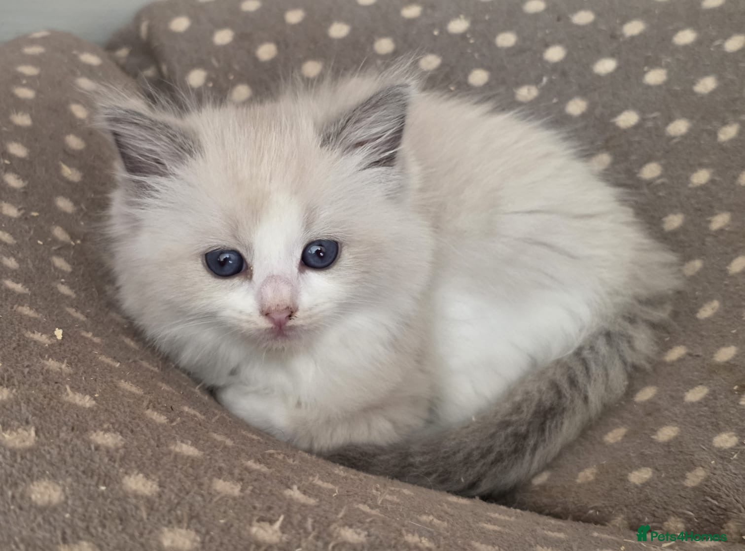 Ragdoll cats Beautiful Ragdoll kittens  - Advert 1
