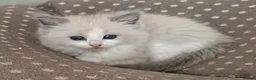Ragdoll cats for sale: Beautiful Ragdoll kittens  - Advert 12