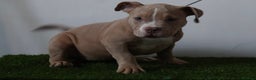 American Bully dogs for sale: Micro American bully puppies  - Advert 16