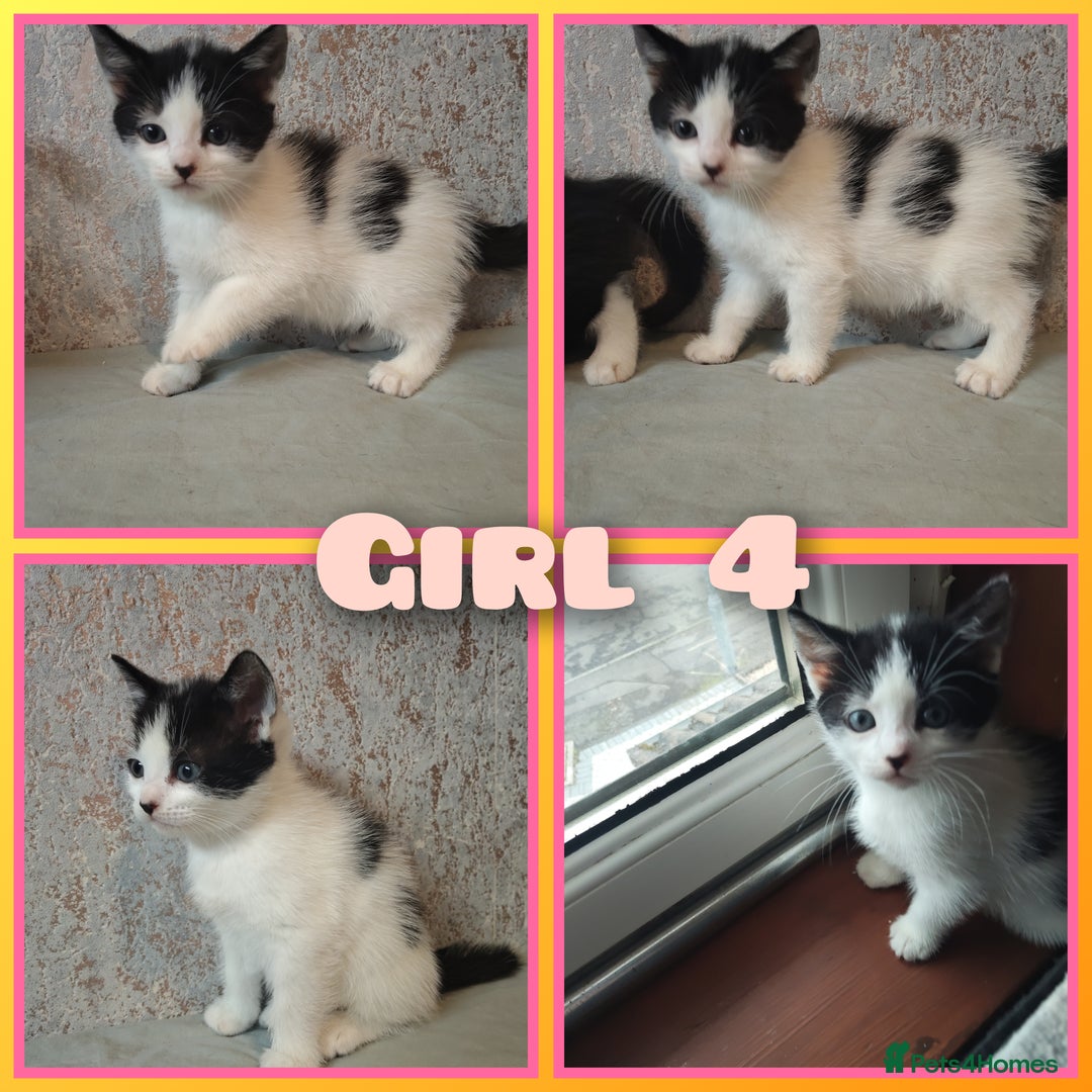 Mixed Breed cats for sale: 8 cute kittens for sale - 5 boys, 3 girls  - Image 5
