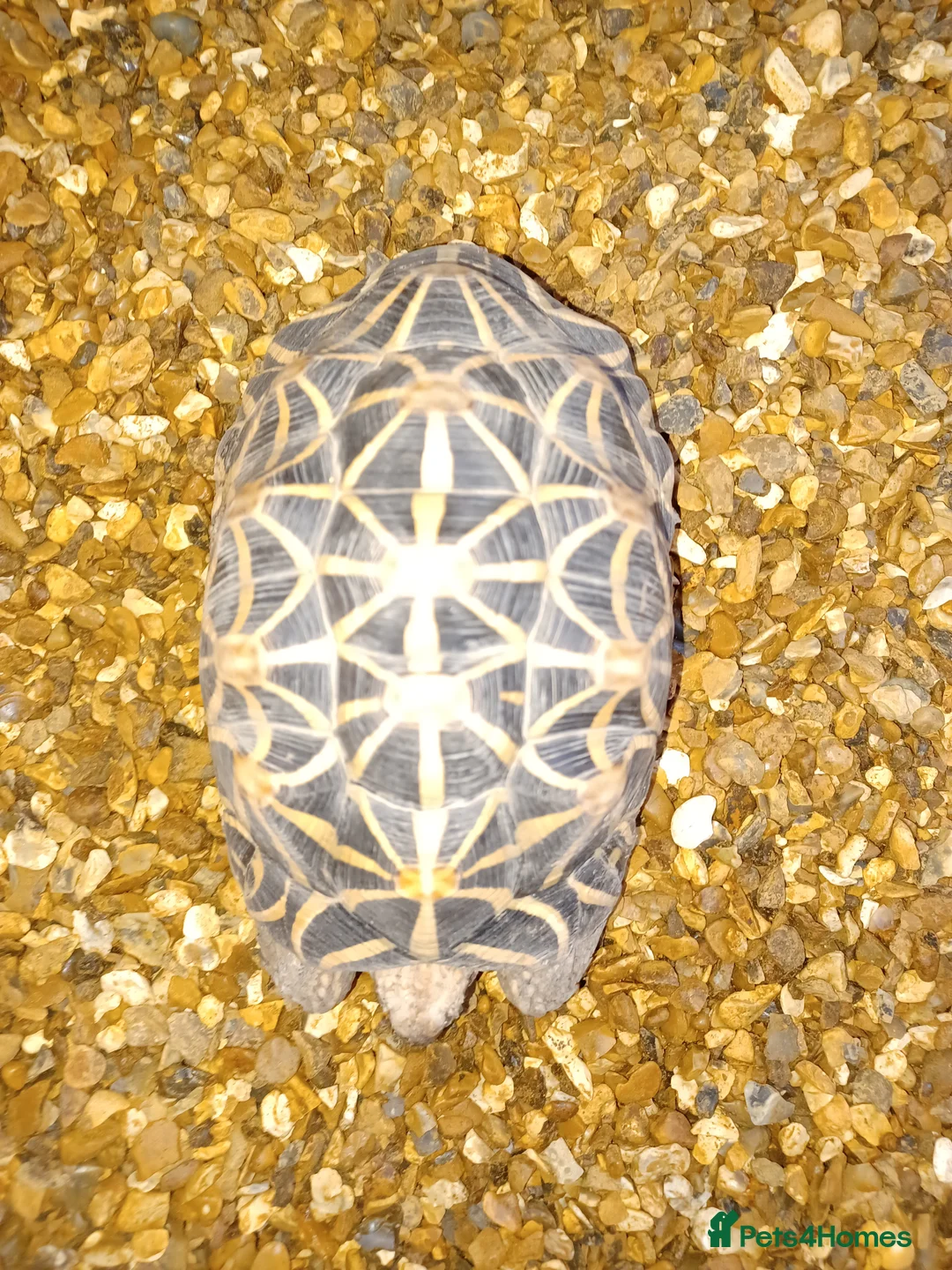 Tortoise reptiles for sale: MALE INDIAN STAR TORTOISE UK BRED 2010 - Advert 2