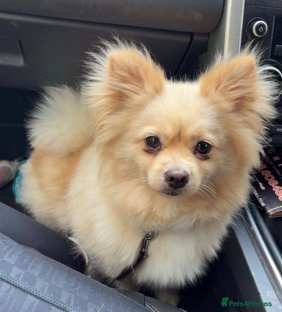 Pomeranian dogs for sale: Pomeranian puppies girl and boy  - Image 6