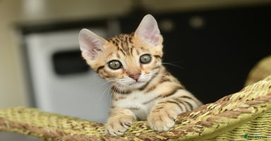 Bengal cats - Advert 4