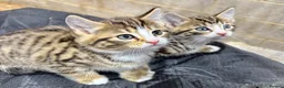 Siberian cats for sale: Beautiful part Siberian tiger striped boy left !!  - Advert 3