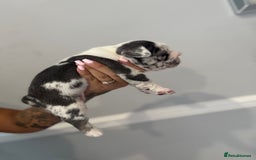 French Bulldog dogs for sale: Beautiful boys excellent quality - Image 8