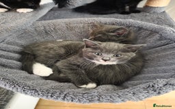 Siberian cats for sale: Siberian mix stunning kittens  - Image 3