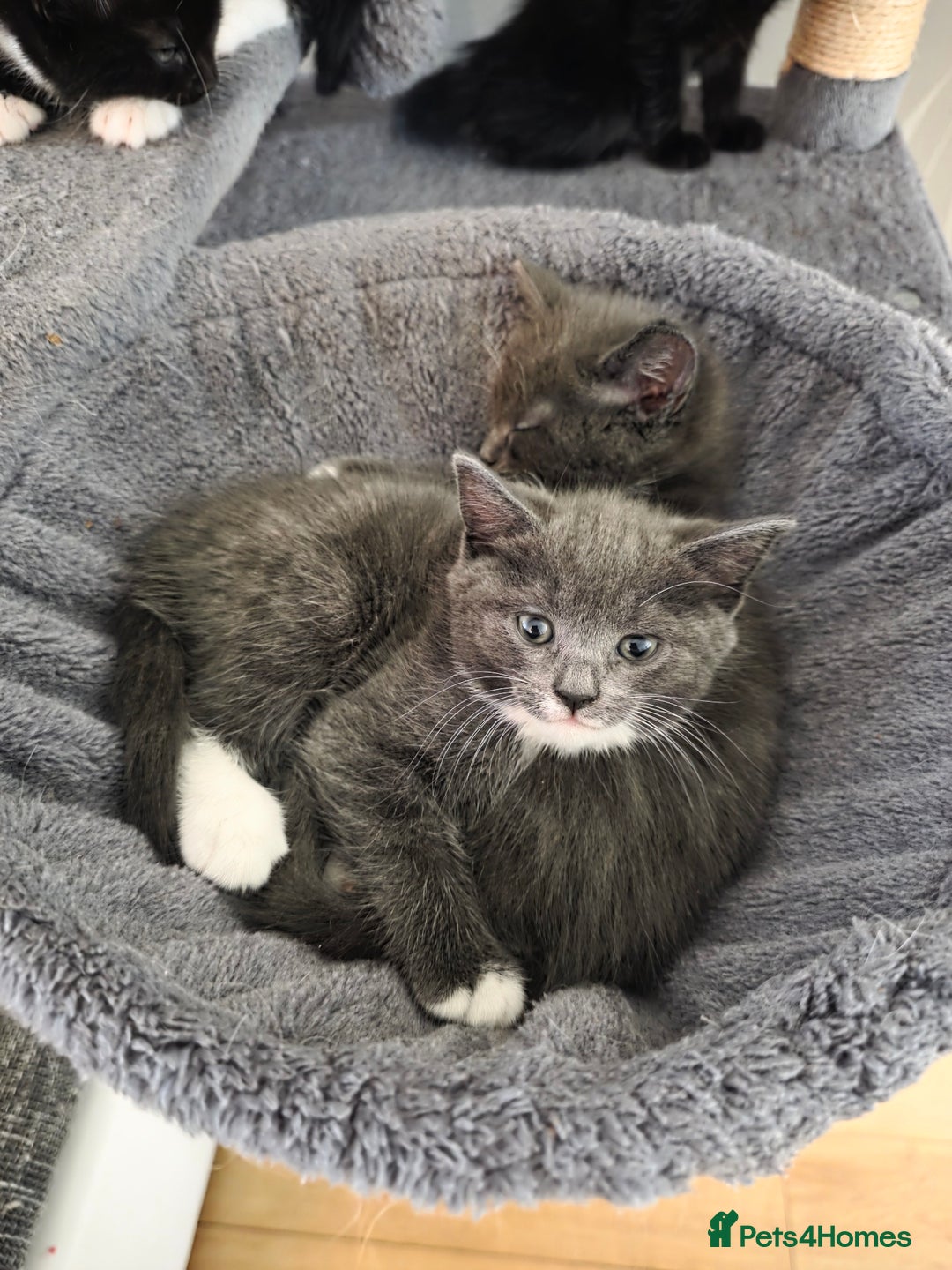 Siberian cats for sale: Siberian mix stunning kittens  - Image 3