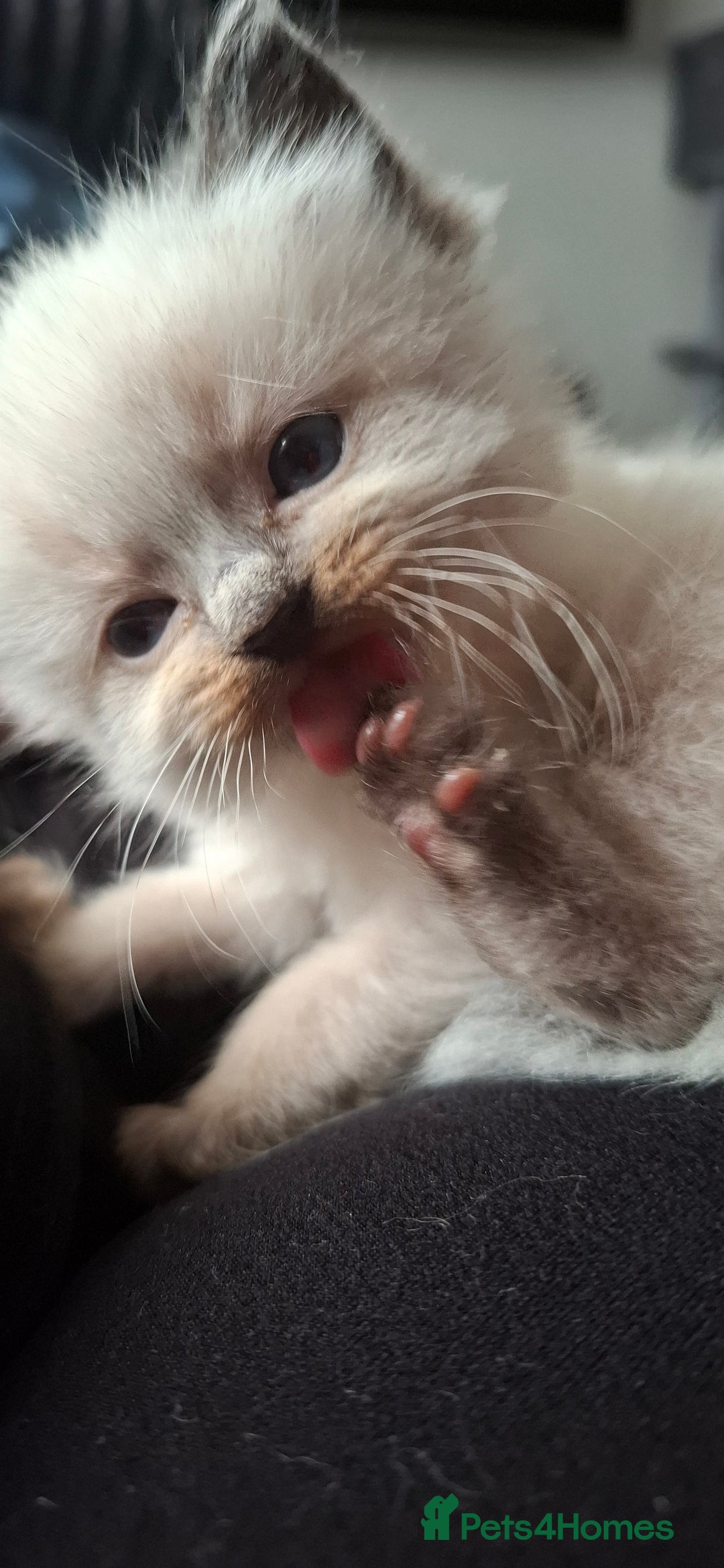 Ragdoll cats for sale: Ragdoll babies  - Image 17