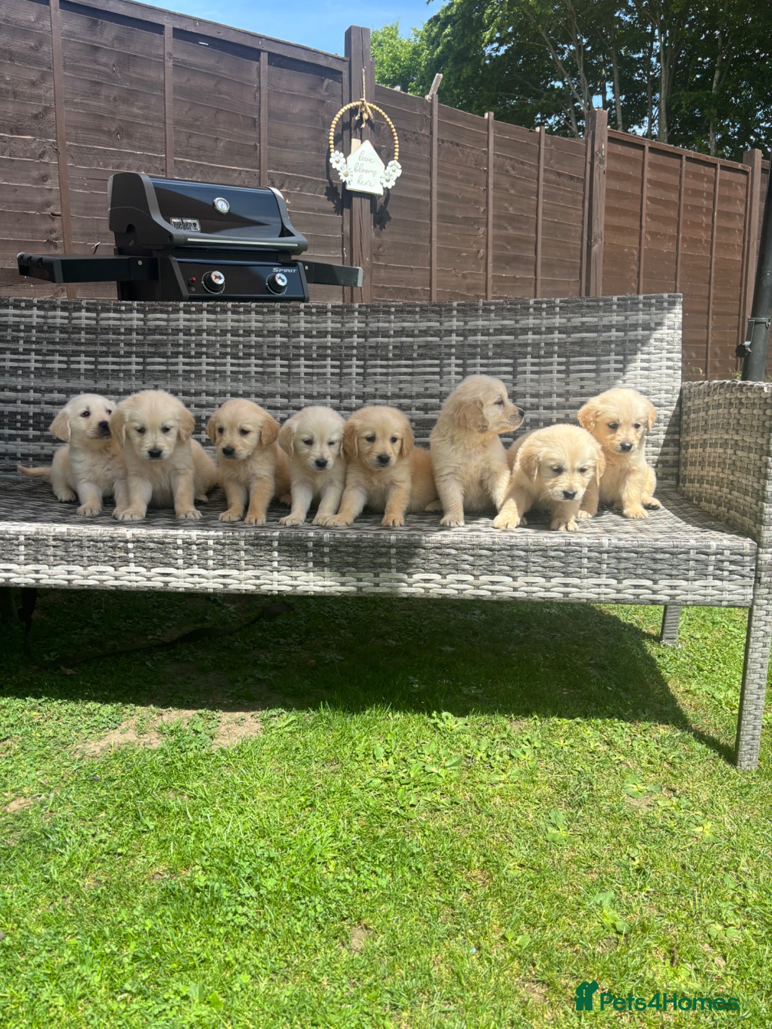 Golden Retriever dogs Golden retriever puppy’s 1boy 1 girl available  - Advert 2