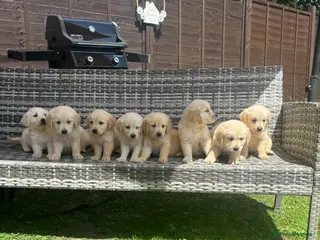 Golden Retriever dogs Golden retriever puppy’s 1boy 1 girl available - Advert 2
