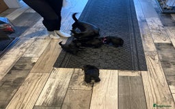 Mixed Breed dogs for sale: 2 jackapoo puppies for sale  - Image 3