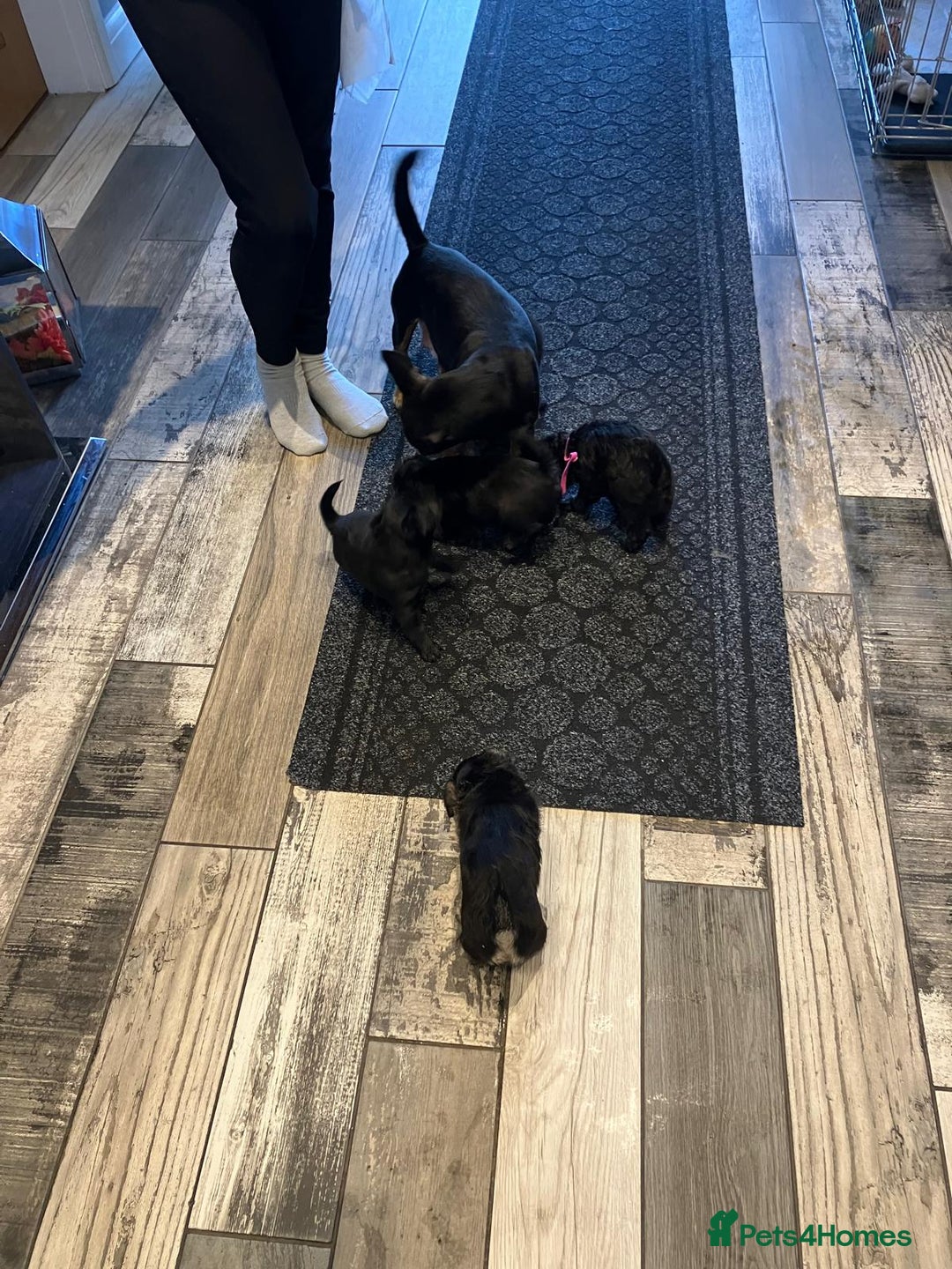 Mixed Breed dogs for sale: 2 jackapoo puppies for sale  - Image 3