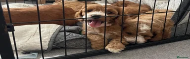 Cockapoo 4