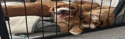 Cockapoo dogs for sale: AMAZING HEALTH CLEAR F1 COCKAPOO  - Advert 17