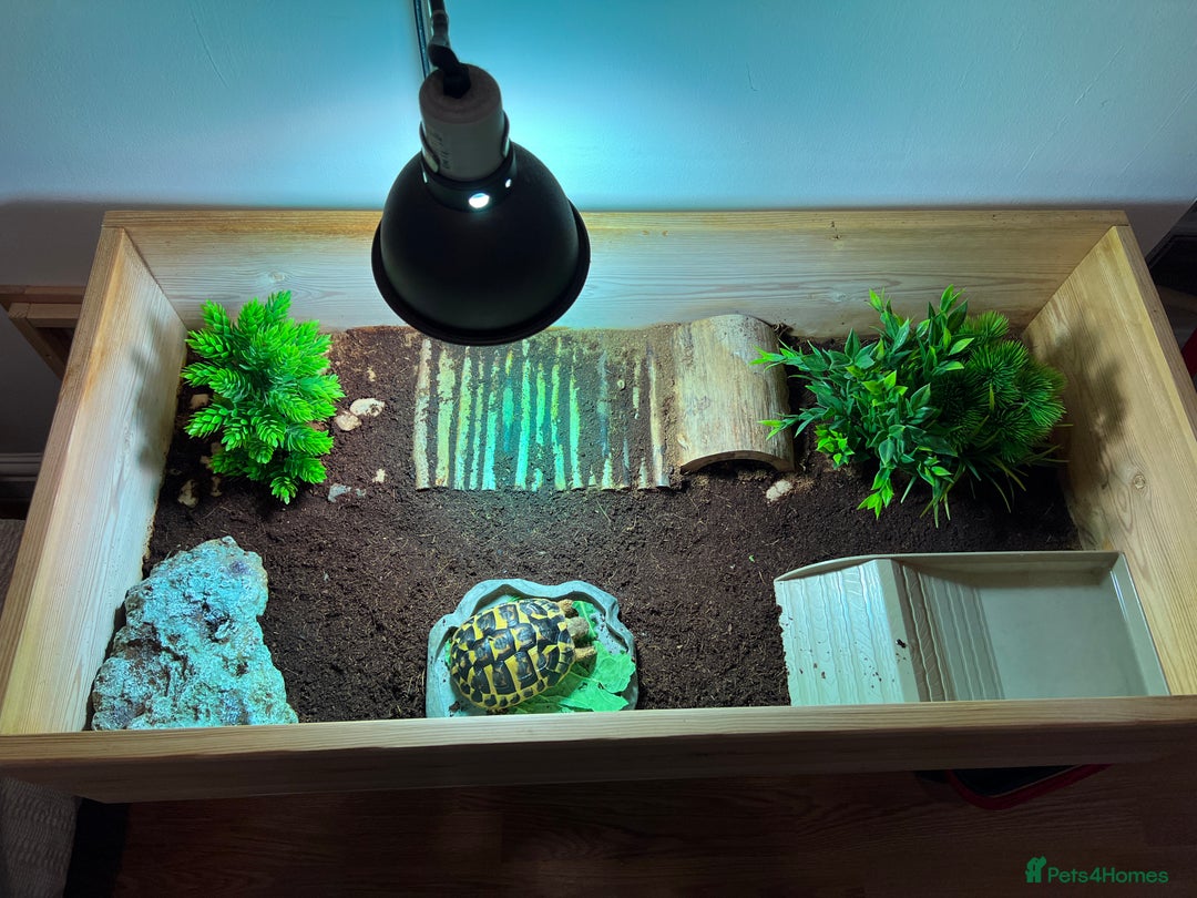 Hermann Tortoise reptiles for sale: Western Hermann tortoise with enclosure - Advert 2