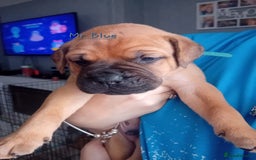Mixed Breed dogs for sale: Bullmastiff X Puppies - Image 37