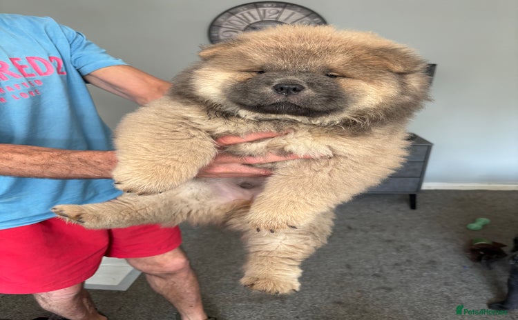 Chow Chow dogs - Advert 1