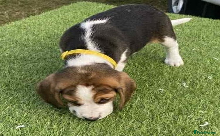 Beagle dogs - Advert 1