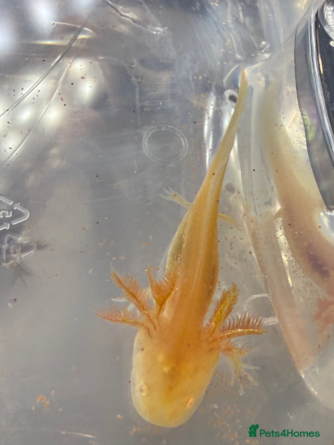 Axolotl reptiles for sale: Axolotls various morphs - Advert 8