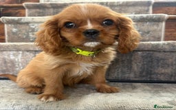Cavalier King Charles Spaniel dogs for sale: KC King Charles Cavaliers.❤️Heart & Health Tested. - Image 11