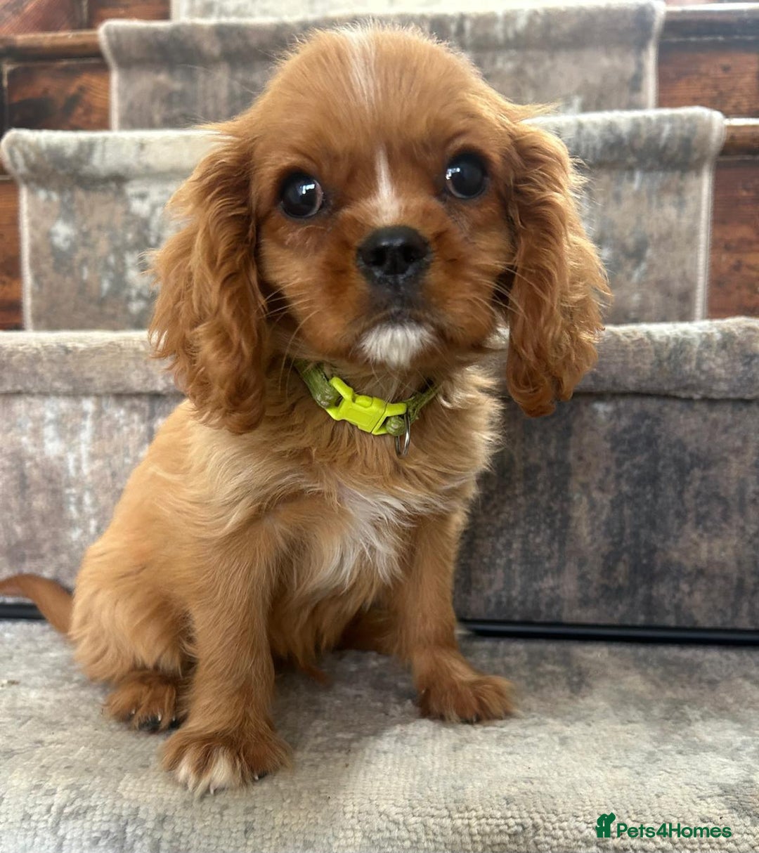 Cavalier King Charles Spaniel dogs for sale: KC King Charles Cavaliers.❤️Heart & Health Tested. - Image 11