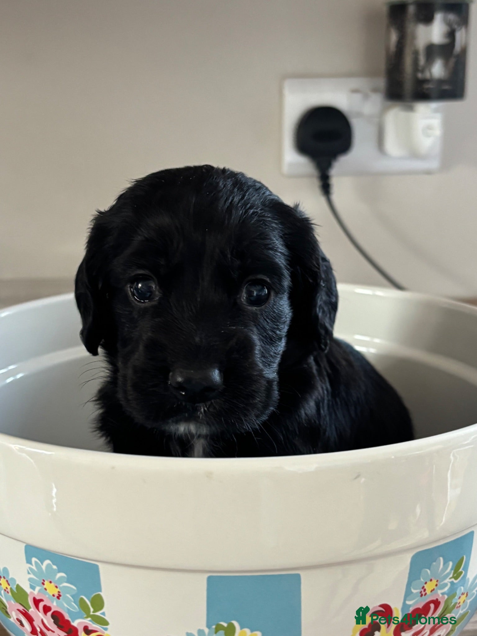 Cocker Spaniel dogs Working cocker spaniel pups - Advert 12