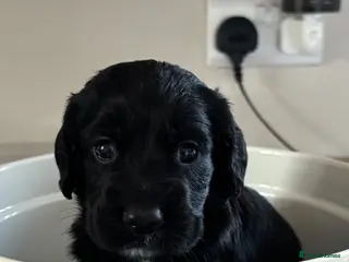Cocker Spaniel dogs Working cocker spaniel pups - Advert 4