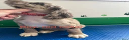 Mixed Breed dogs for sale: Fantastic Sprockerpoos - Advert 16
