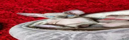 Sphynx cats for sale: Stunning Blue/Grey Sphynx Kitten ** All GONE *** - Advert 2