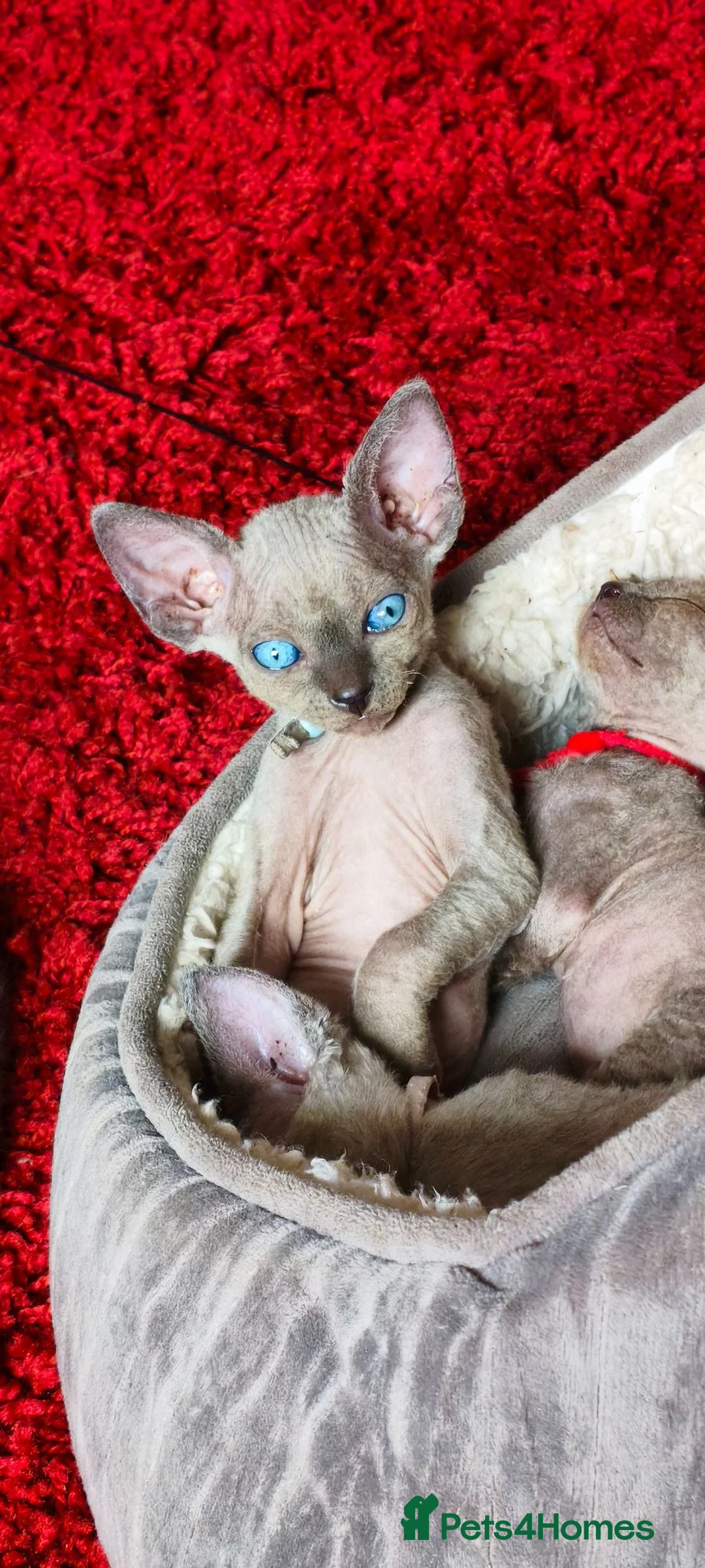 Sphynx cats for sale: Stunning Blue/Grey Sphynx Kitten ** All GONE *** - Advert 2