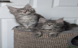 Maine Coon cats for sale: Maine coon kittens, Tica registered  - Image 36