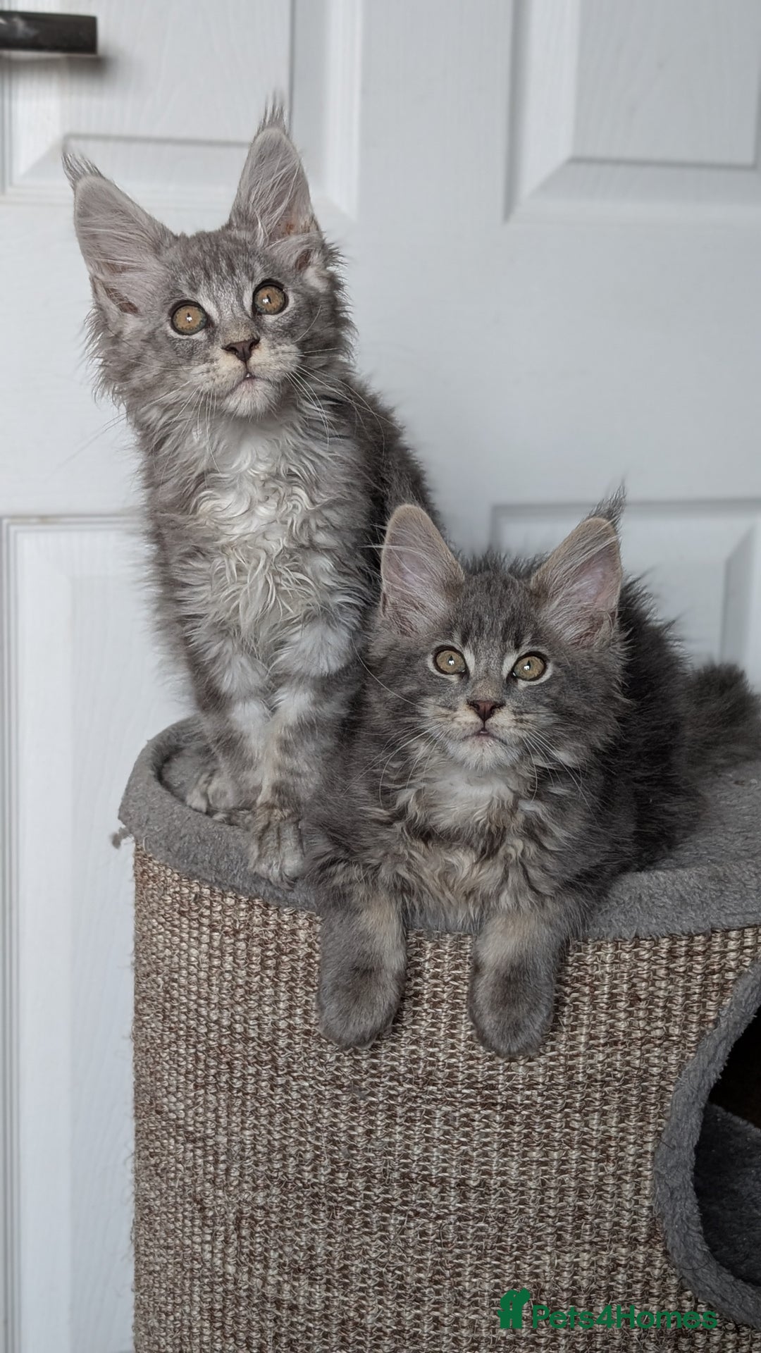 Maine Coon cats for sale: Maine coon kittens, Tica registered  - Image 36