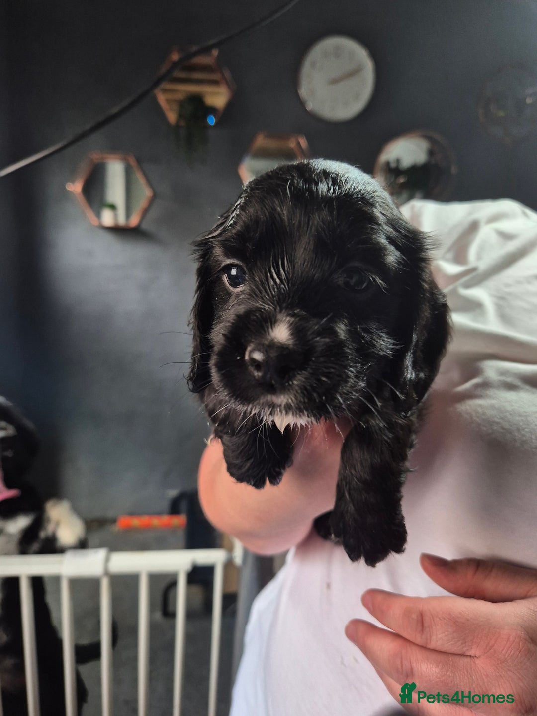 Cocker Spaniel dogs for sale: Cocker spaniel  - Image 1