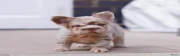 French Bulldog dogs for stud: PROVEN STUD - Advert 4