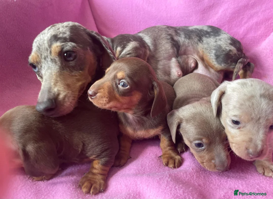 Miniature Dachshund dogs for sale: Quality Miniature Dachshund Puppies - Advert 1